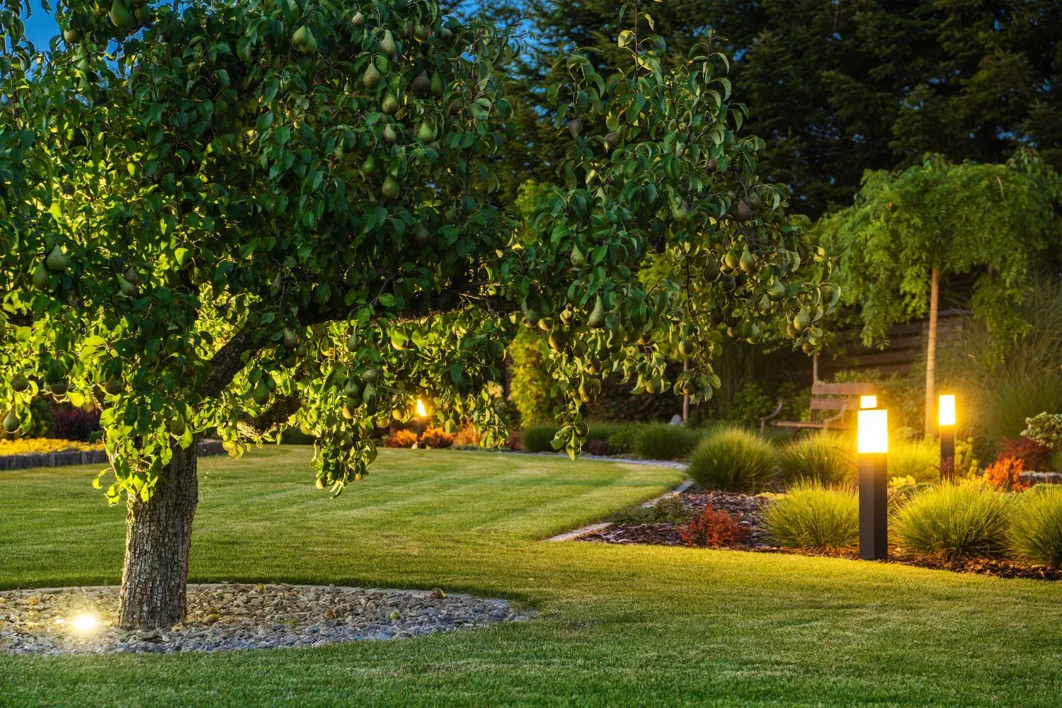 Backyard lawn with mature fruit trees and path lighting at dusk